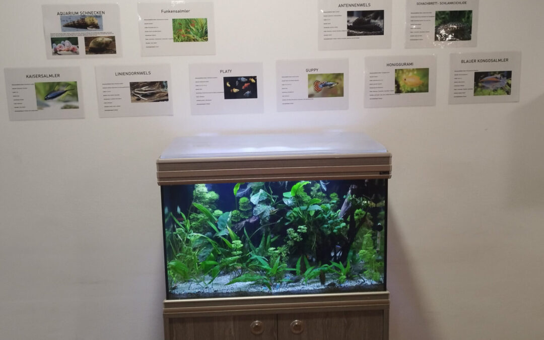 Neues Aquarium an der HTL Leonding: Ein Zuhause für 30 neue Mitbewohner